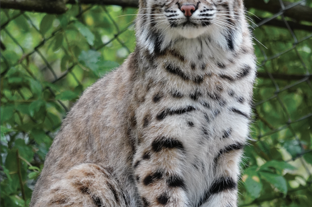 The Paw Print Spring 2023